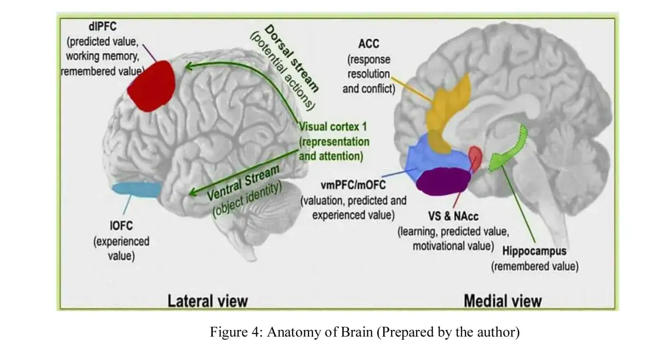 Schemat m&oacute;zgu z zaznaczonymi obszarami: dlPFC, IOFC, ACC, vmPFC/mOFC, VS & NAcc, Hipokamp. Pokazuje, jak neuromarketing co to analizuje wartość i pamięć.